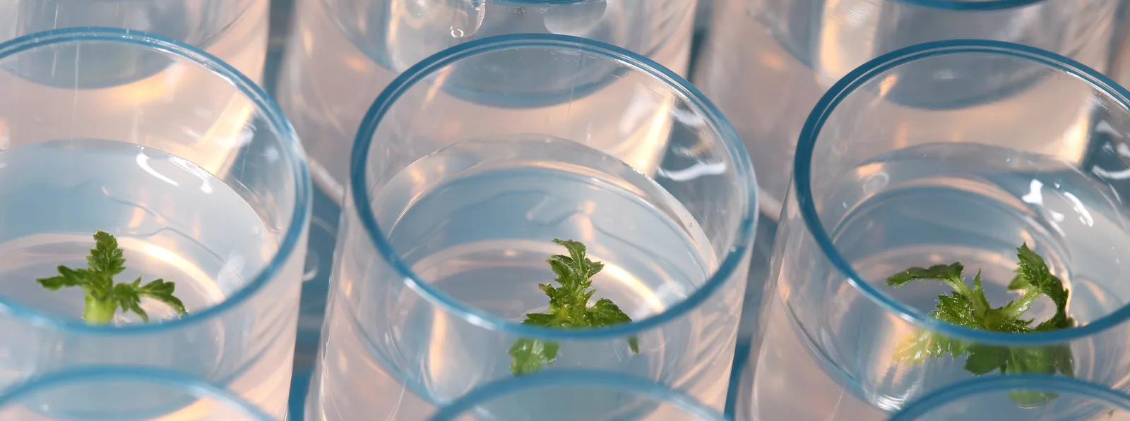 In-Vitro Labor: Mikrovermehrung von Pflanzen unter sterilen Laborbedingungen