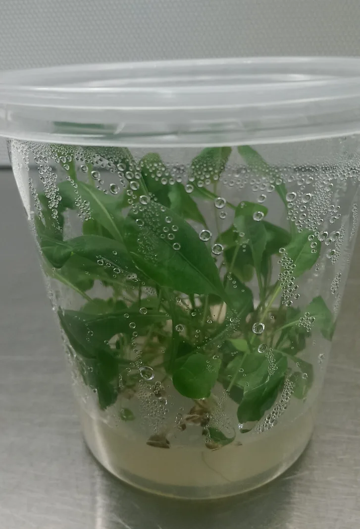 In-Vitro Gefäß mit wachsenden Pflanzensprossen unter sterilen Bedingungen