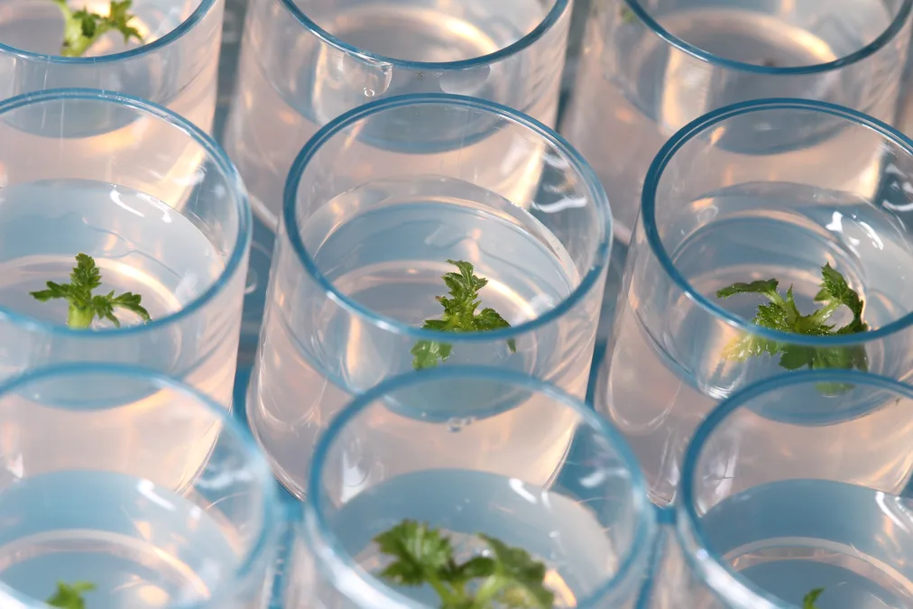 In-Vitro Kulturgefäße im hortilab Labor