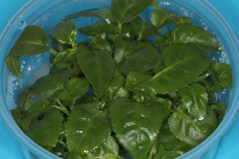 Pflanzliche Gewebekultur: Sprosse in steriler In-Vitro Kultur